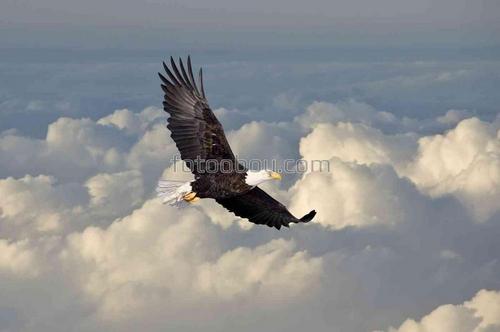 небо, облака, птица, орел, крылья