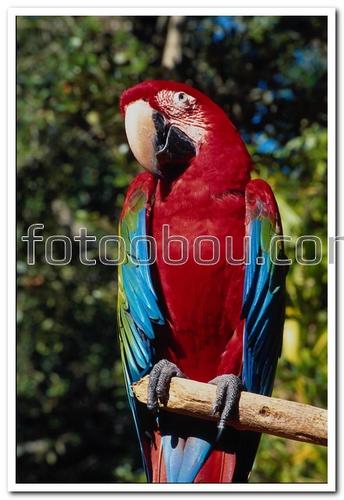 птицы, попугай, ара, красный