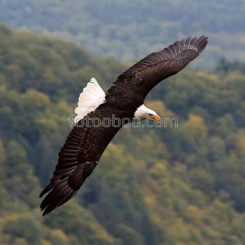 природа, животные, птицы, орел, небо, лес