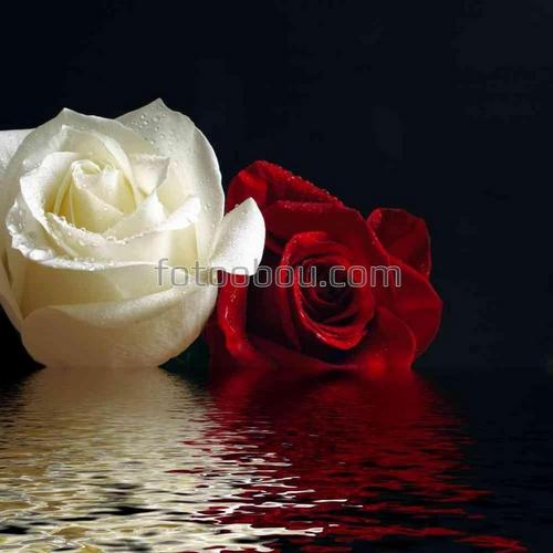 цветы, розы, белый, красный