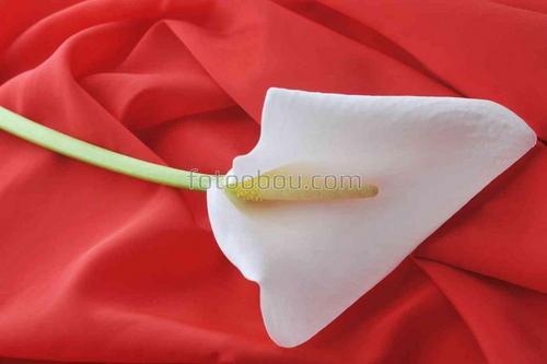 цветы, природа, белокрыльник, натюрморт