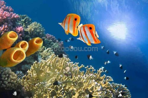 природа, море, рыбы, губки, кораллы