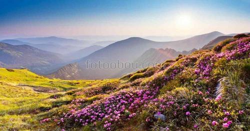 природа, цветы, горы, небо