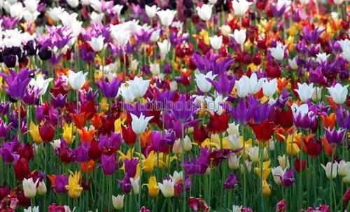 цветы, тюльпаны, природа