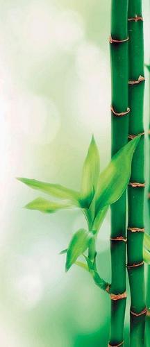 бамбук, зелень, листочки