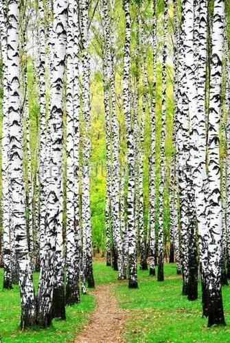 природа, лес, березы