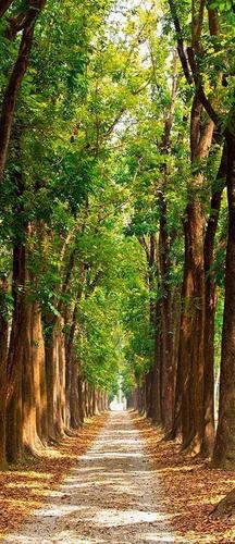 дерево, зелень, дорога, коричневый