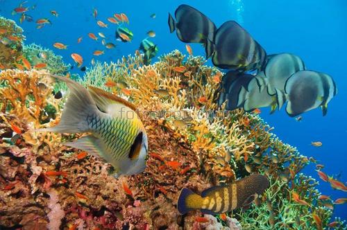 рыбы, под водой, дно, море, кораллы, водоросли