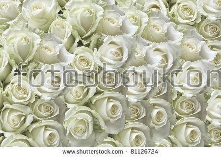 розы, белые, 3д, цветы