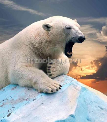 медведь, природа, закат, животное, зверь