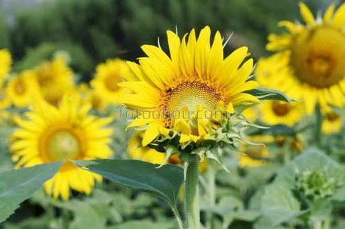 поле, природа, подсолнух, цветы