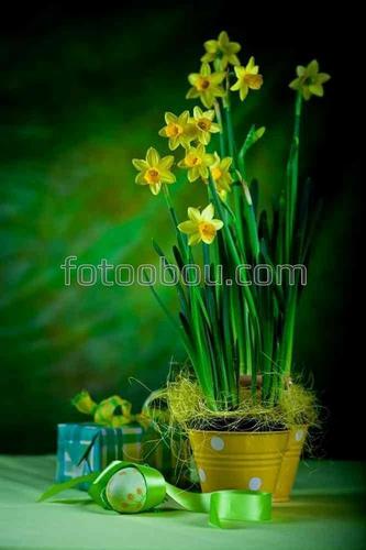 цветы, природа, пасха, натюрморт