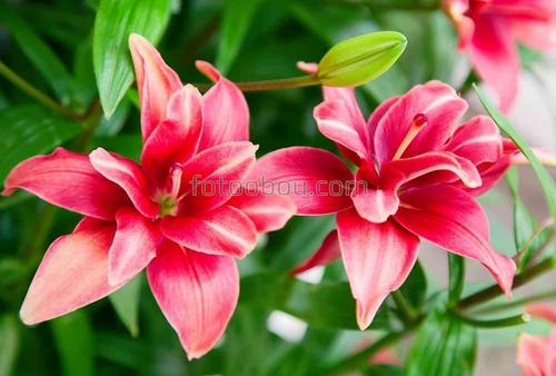 природа, цветы, лилия