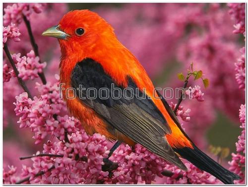 Красно-чёрная пиранга, птица, веточка, сакура