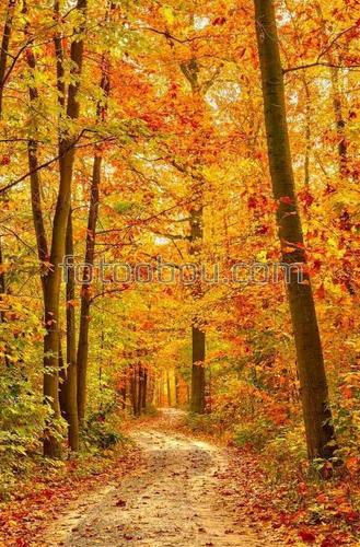 природа, лес, парк, осень, листья, ветки