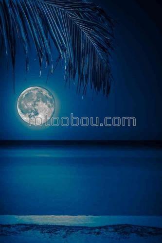 ночь, пляж, песок, пальма, луна, море