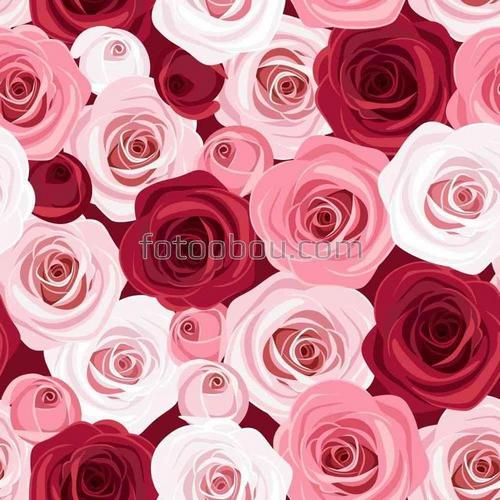 розовые, розы, бутоны, белые