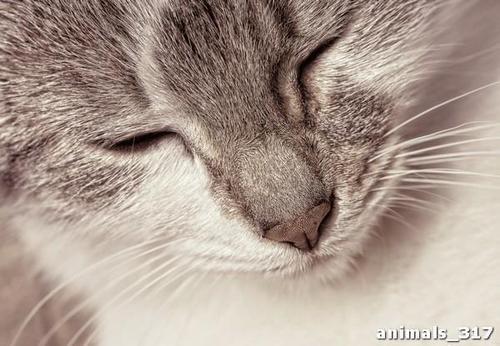 Мурлыка, кошка, сон