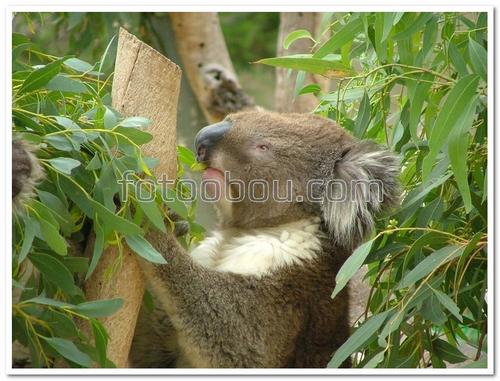 природа, животные, коала, дерево, бамбук