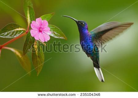 колибри ,розовые цветы ,зеленый фон ,роса, природа