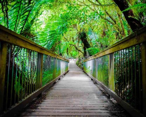 природа, джунгли, лес, дорога