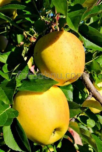 природа, яблоки, ветки, листья