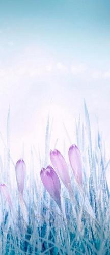 цветы, фиолетовый, голубой, синий, белый