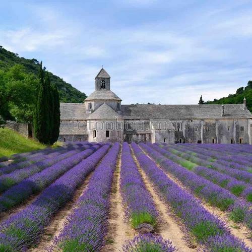 природа, поле, аббатство, цветы, небо, строение, архитектура