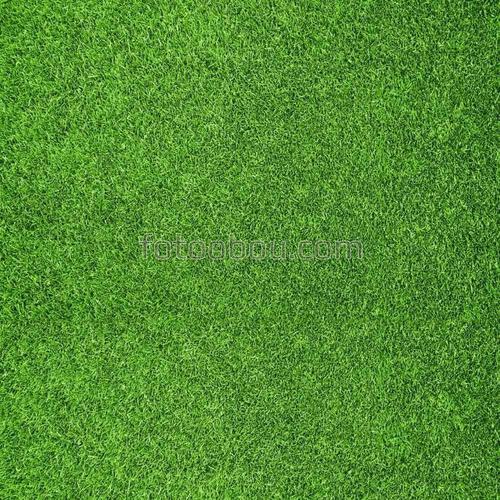 природа, трава, лужайка, газон