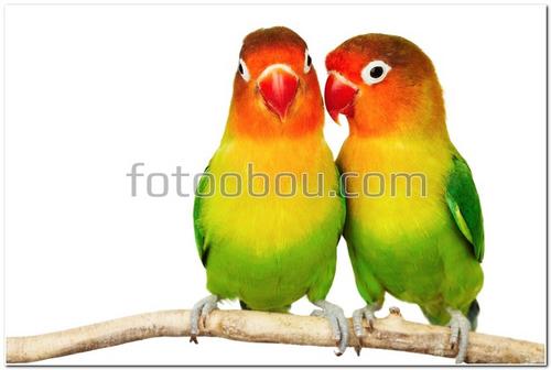 животные, птицы, попугаи