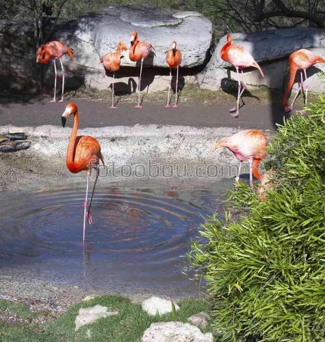 фламинго, пруд, куст, листья, трава, камни, серый, розовый, зеленый