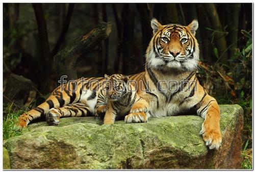 животные, тигр, тигрица, тигренок, камень, природа