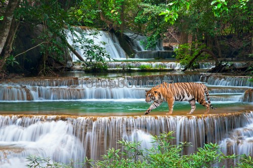 тигр, водопад, деревья, листья, вода