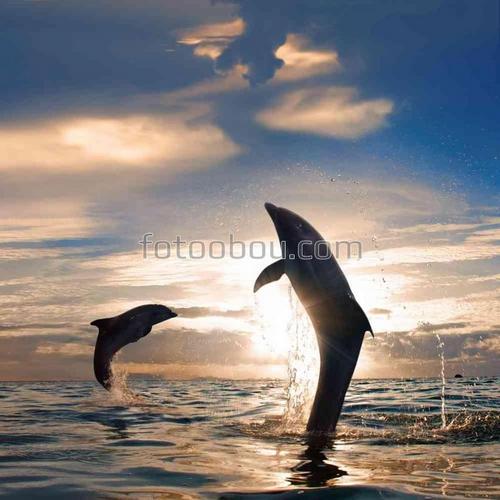 животные, дельфины, море, природа, рыбы
