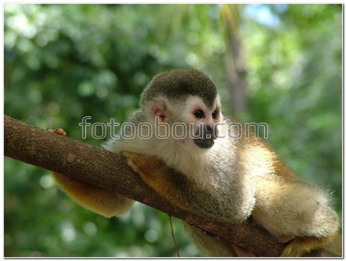 животные, обезьяна, ветка, природа