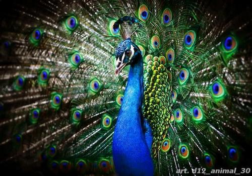 павлин, синий, хвост, зеленый
