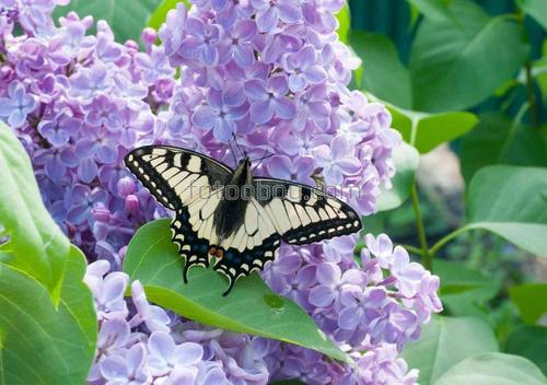 цветы, природа, бабочка, сирень, ветки