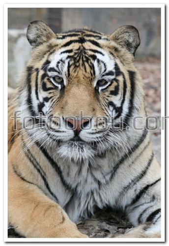 животные, тигр, хищник