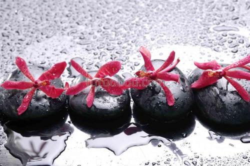 камни, натюрморт, цветы, галька, вода