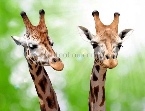 жирафы, живонтные, сафари, африка, природа