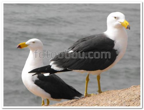 природа, животные, чайки, птицы, вода, песок