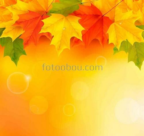 листья, осень, листопад, сборное