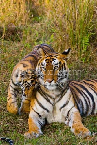 природа, животные, тигры, хищники, семья