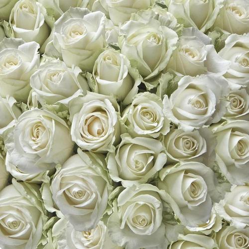 цветы, белые, розы, букет, бутон