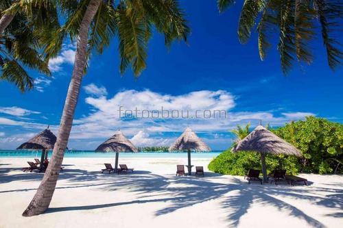 природа, дерево, пальма, ветки, море, пляж, песок