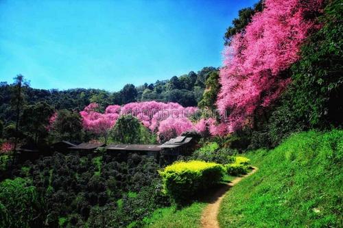 Природа, сады, кофе