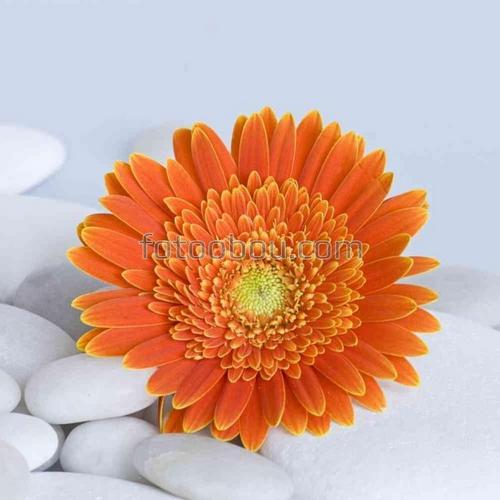 цветы, герберы, камни, природа, галька