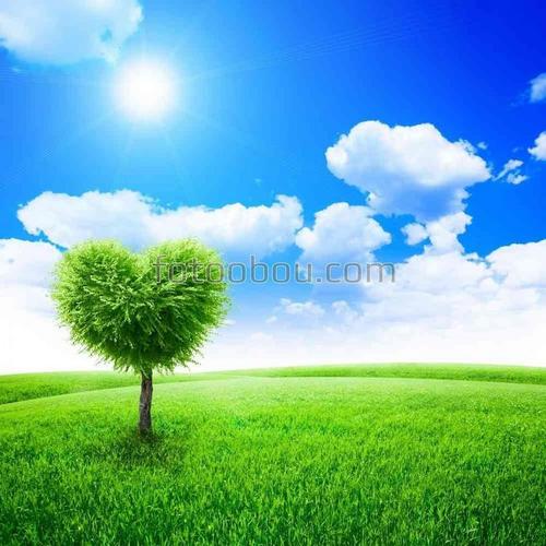 природа, день, солнце, дерево, поле, трава, небо, облака