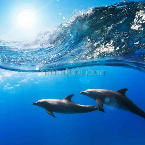 животные, дельфины, море, природа, рыбы