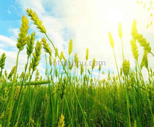 природа, поле, солнце, пшеница, трава